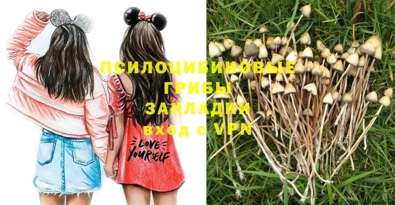 Галлюциногенные грибы Psilocybe  купить закладку  Грайворон 